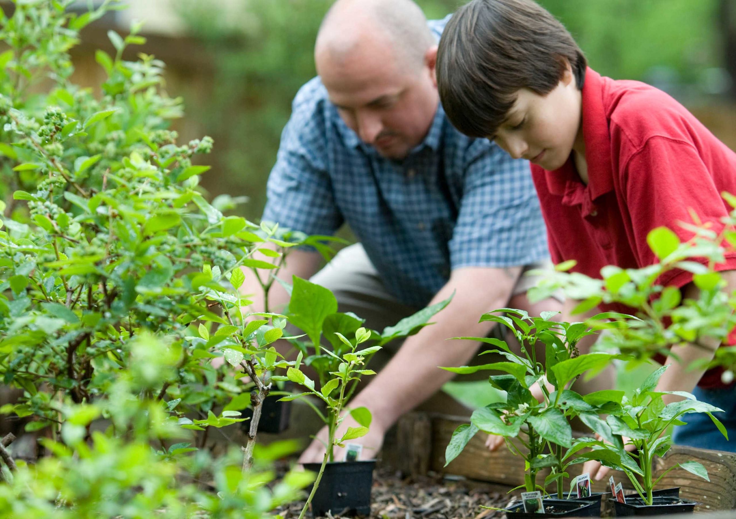 You are currently viewing Covid-19 shutdown changes gardening plans