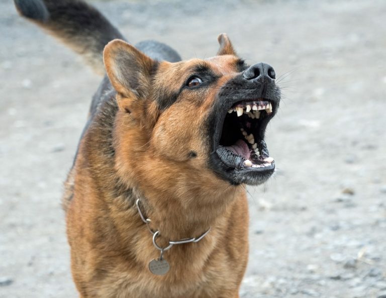 Read more about the article Dog attacks increase during Covid-19 shutdown