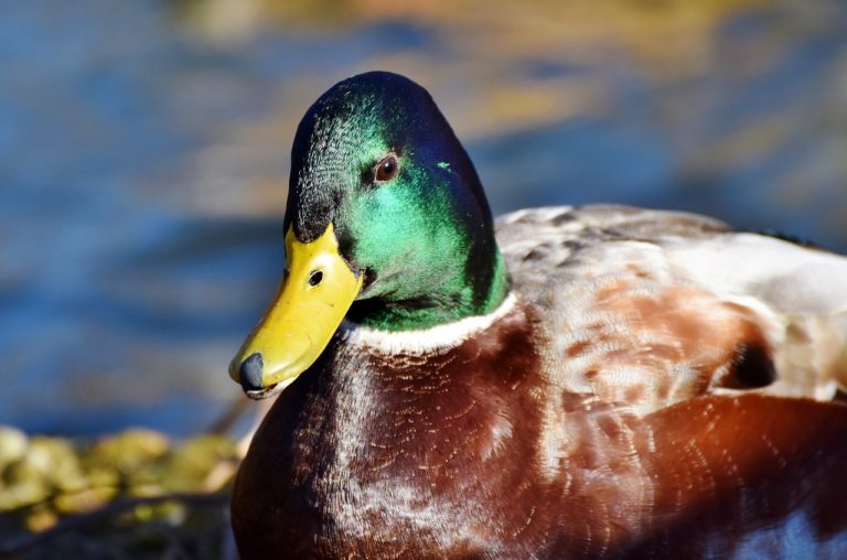 Read more about the article Duck shooting season delayed