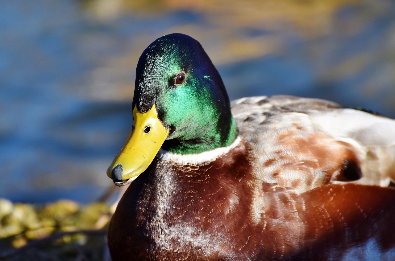 You are currently viewing Duck shooting season delayed