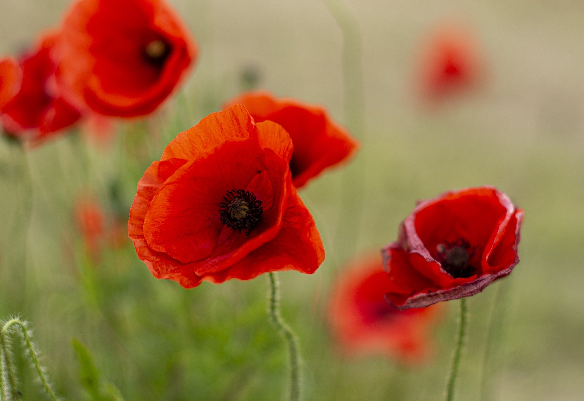 You are currently viewing Anzac services, parades cancelled