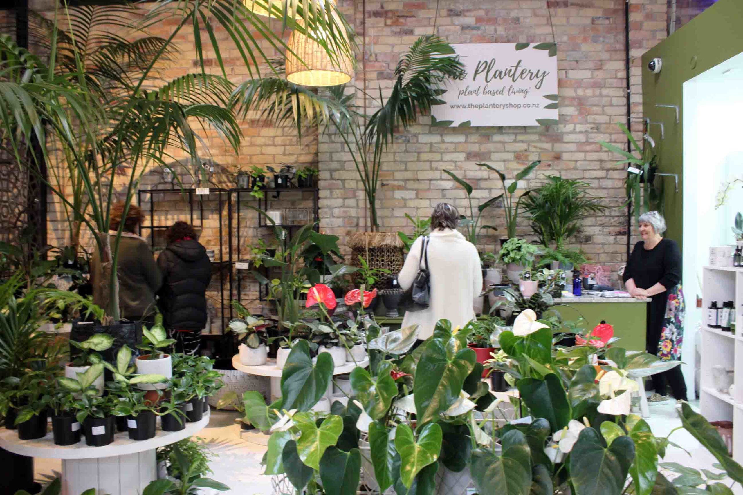 Read more about the article ‘Jungle shop’ inspired by love of plants