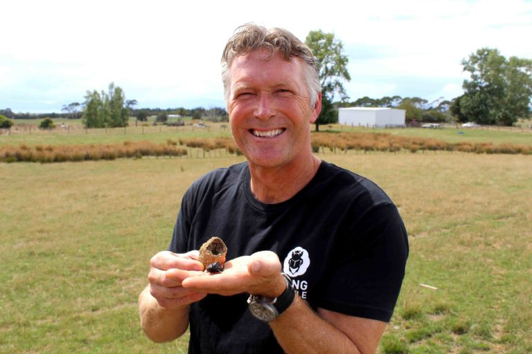 Read more about the article Dung beetles a much-needed ‘clean up crew’ on farm