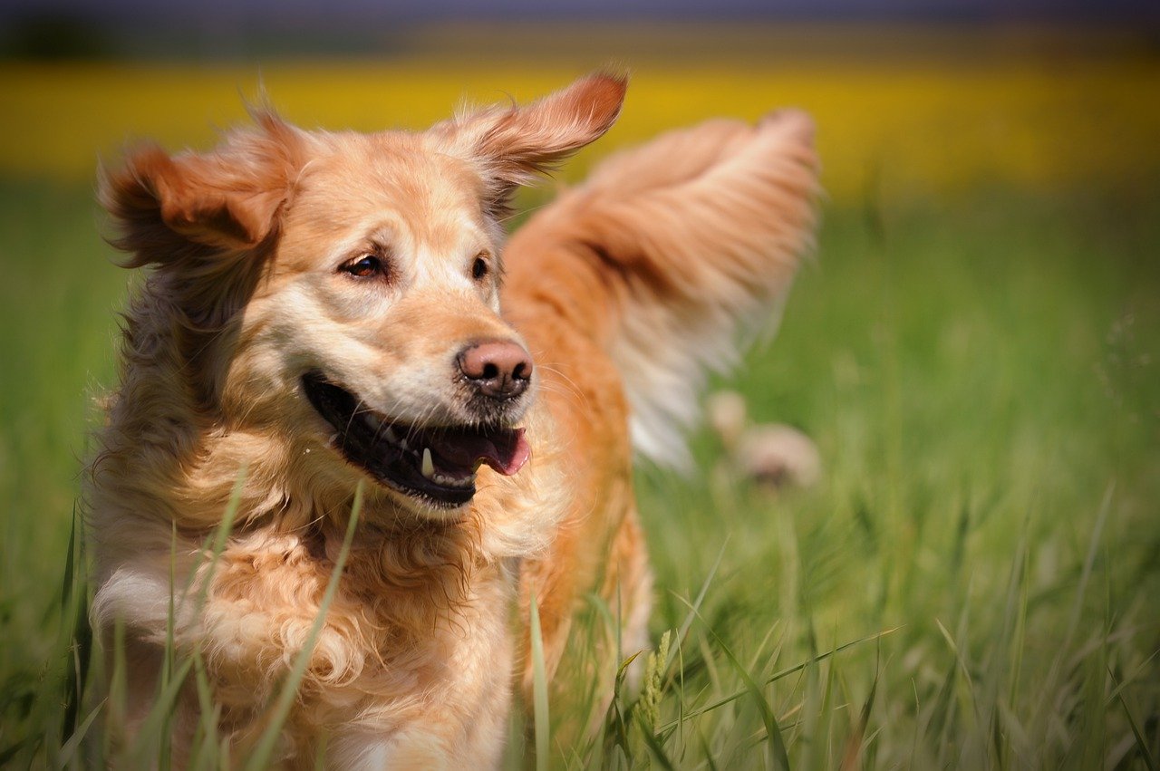 You are currently viewing Proposed dog park sparks safety fears