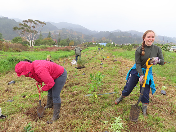 Read more about the article 800 trees planted at Solarpunk event