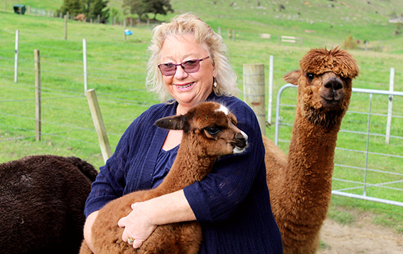 You are currently viewing Alpacas find success at home and overseas