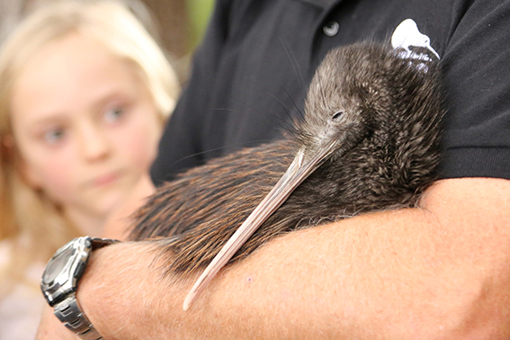 You are currently viewing Kiwis back ‘in the ‘burbs’