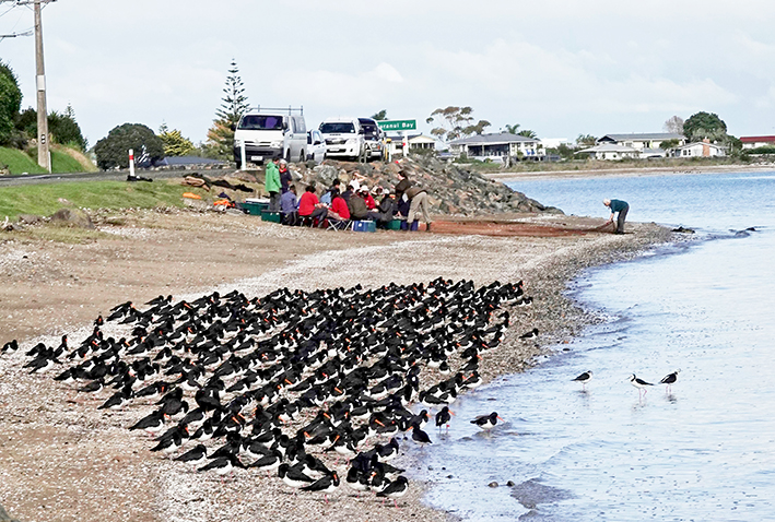 You are currently viewing Oystercatchers caught for tracking