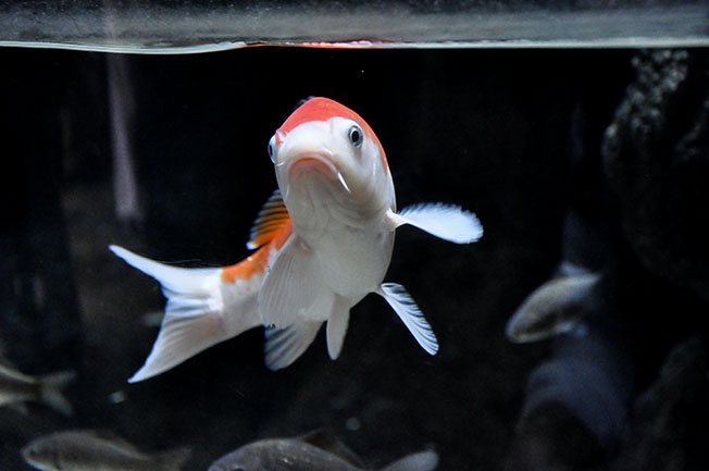 Read more about the article Koi ‘population explosion’ challenges new strategy