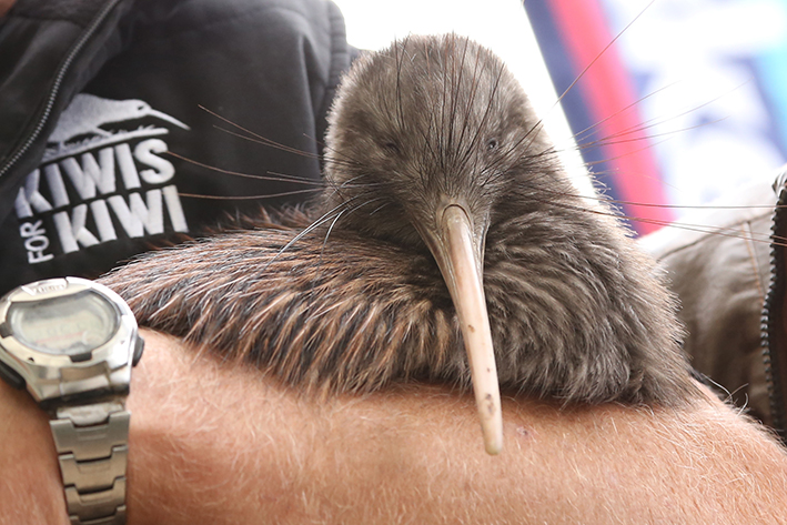 Read more about the article Predator catch numbers positive for kiwi