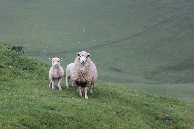 You are currently viewing Sheep mauled to death by dog in Te Puru