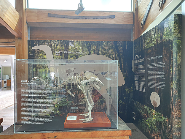 You are currently viewing Moa skeleton goes on display at Visitor Centre