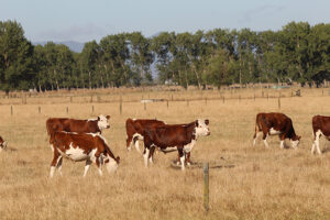 Read more about the article Low rainfall prompts warning for farmers