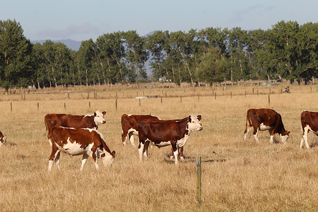 You are currently viewing Low rainfall prompts warning for farmers