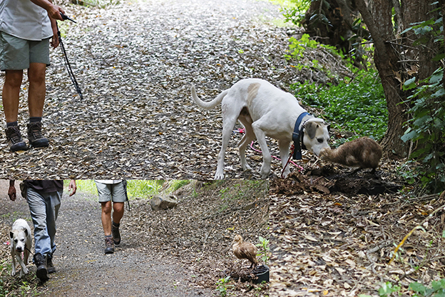 You are currently viewing Dogs learn art of kiwi avoidance