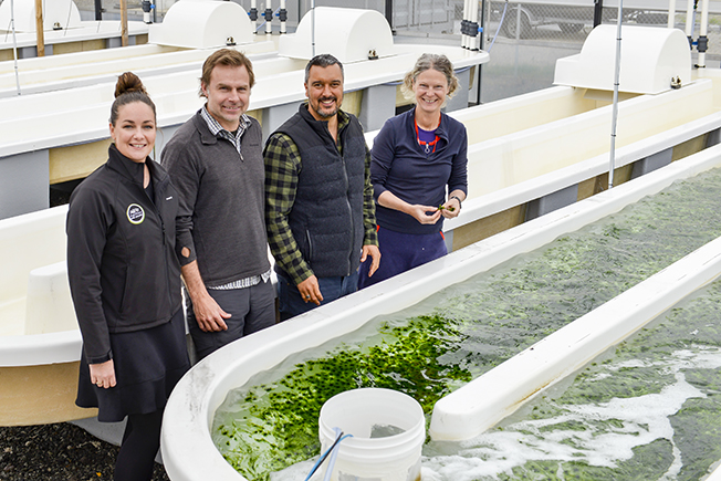 You are currently viewing Two-year sea lettuce trial to begin in Kōpū