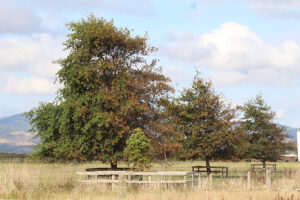 Read more about the article Plains trees damaged