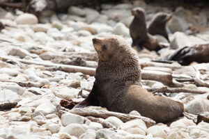 Read more about the article Learning to live alongside fur seals
