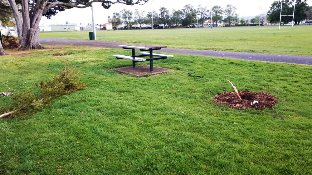 You are currently viewing Queen’s tōtara tree vandalised in Paeroa