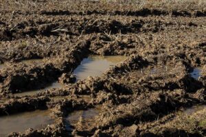 Read more about the article Soil health – back to basics