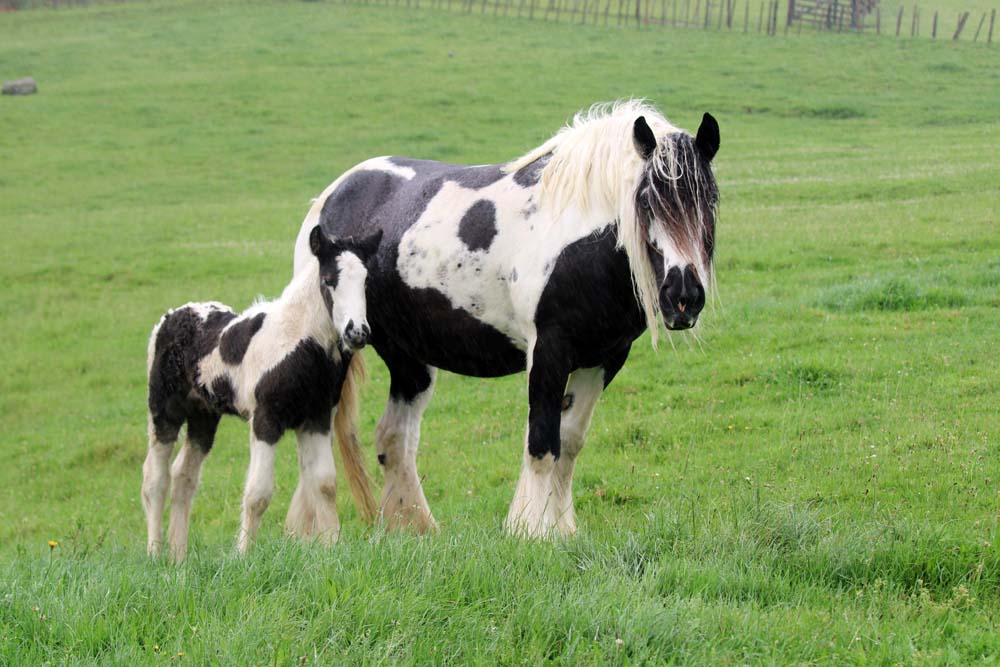 You are currently viewing Gypsy Cob colt born at Bullswool