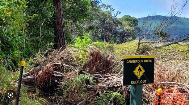 Read more about the article <strong>Visitors urged to stay out of pine-clad reserve at Opoutere</strong>