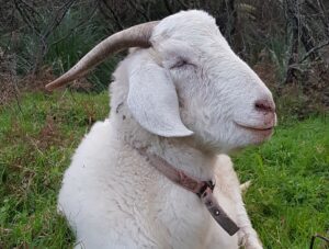 Read more about the article Rocket the goat’s journey to recovery