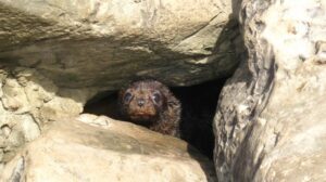 Read more about the article Seen a seal this summer? DOC would like to know