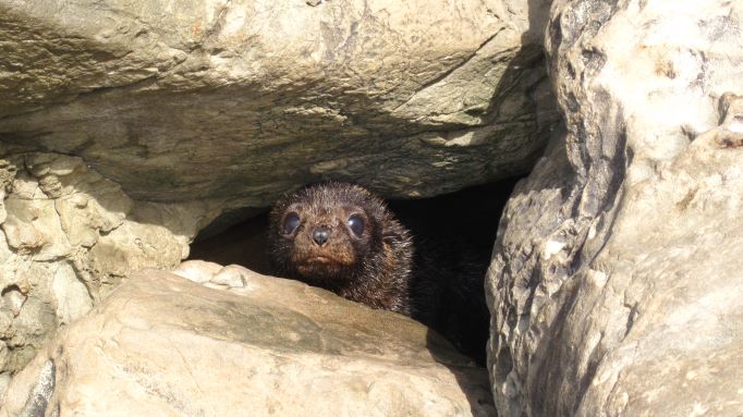 You are currently viewing Seen a seal this summer? DOC would like to know