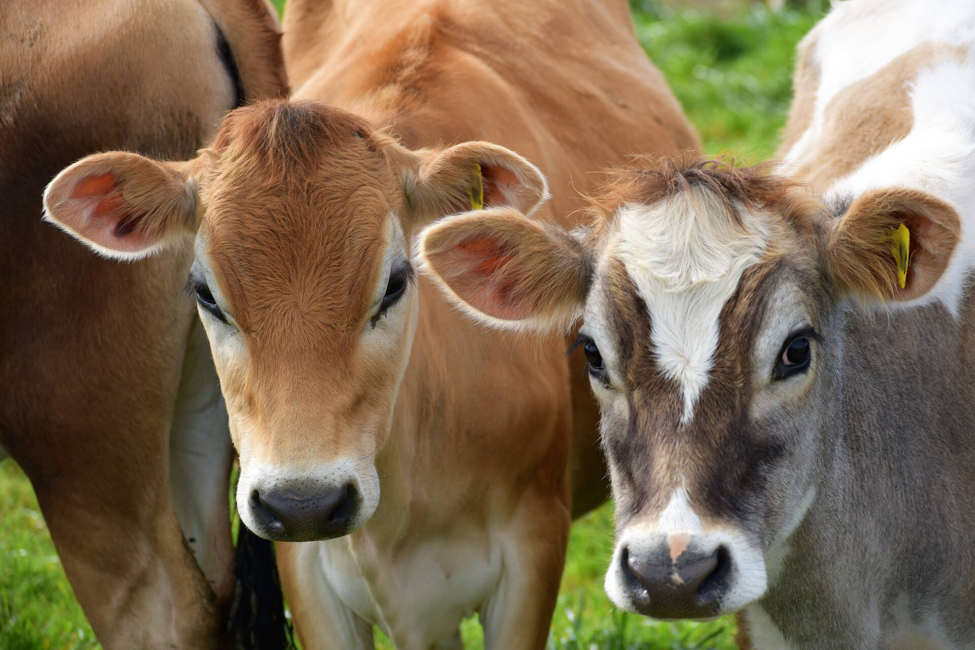 You are currently viewing Fonterra orders an end to killing bobby calves