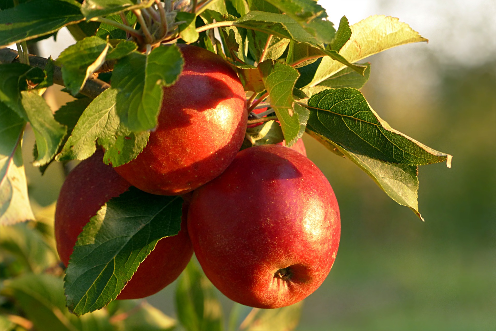 You are currently viewing Harvest time in your garden