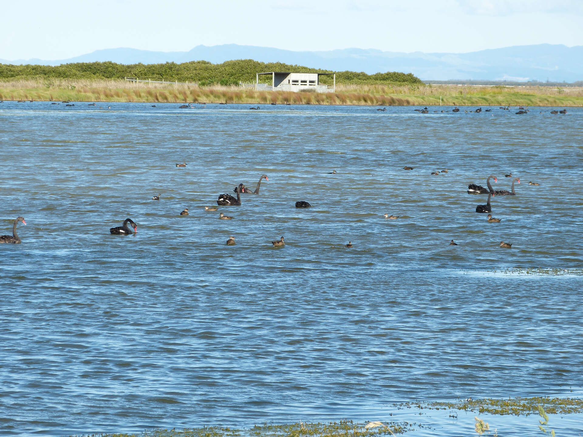 You are currently viewing Botulism kills birds