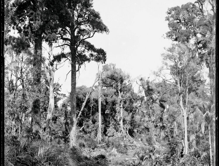 You are currently viewing Farmer pinned by large rimu tree