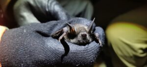 Read more about the article Native bat protection to be discussed
