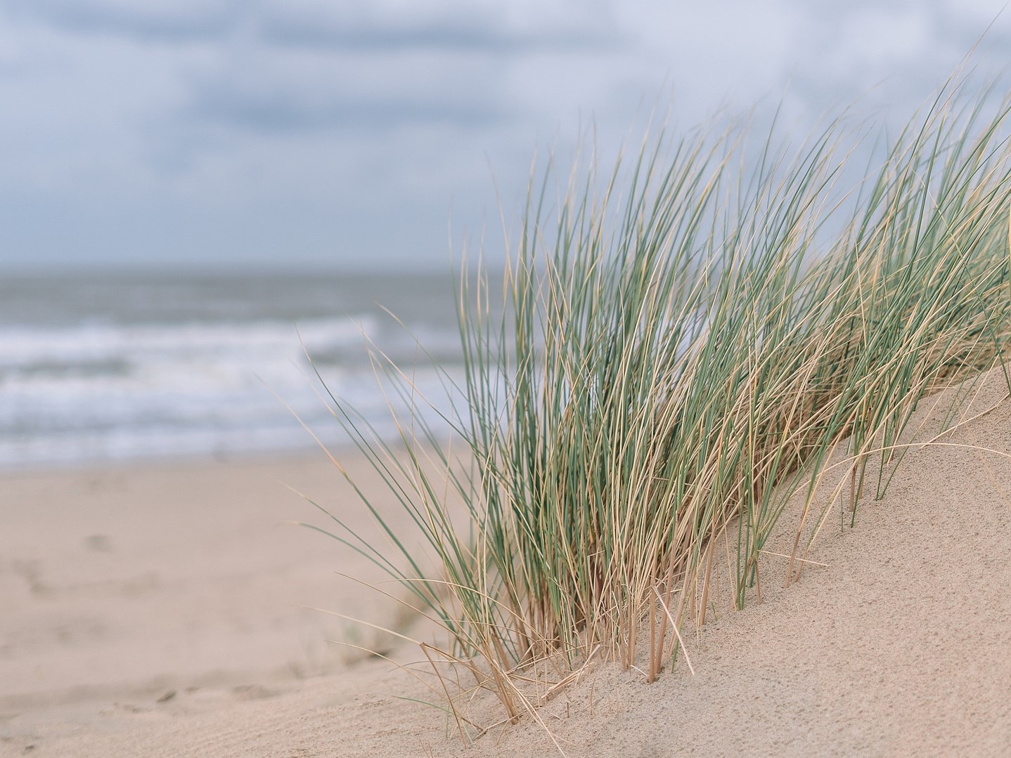 You are currently viewing <strong>Coastcare planting season sees increased demand from communities</strong><strong></strong>