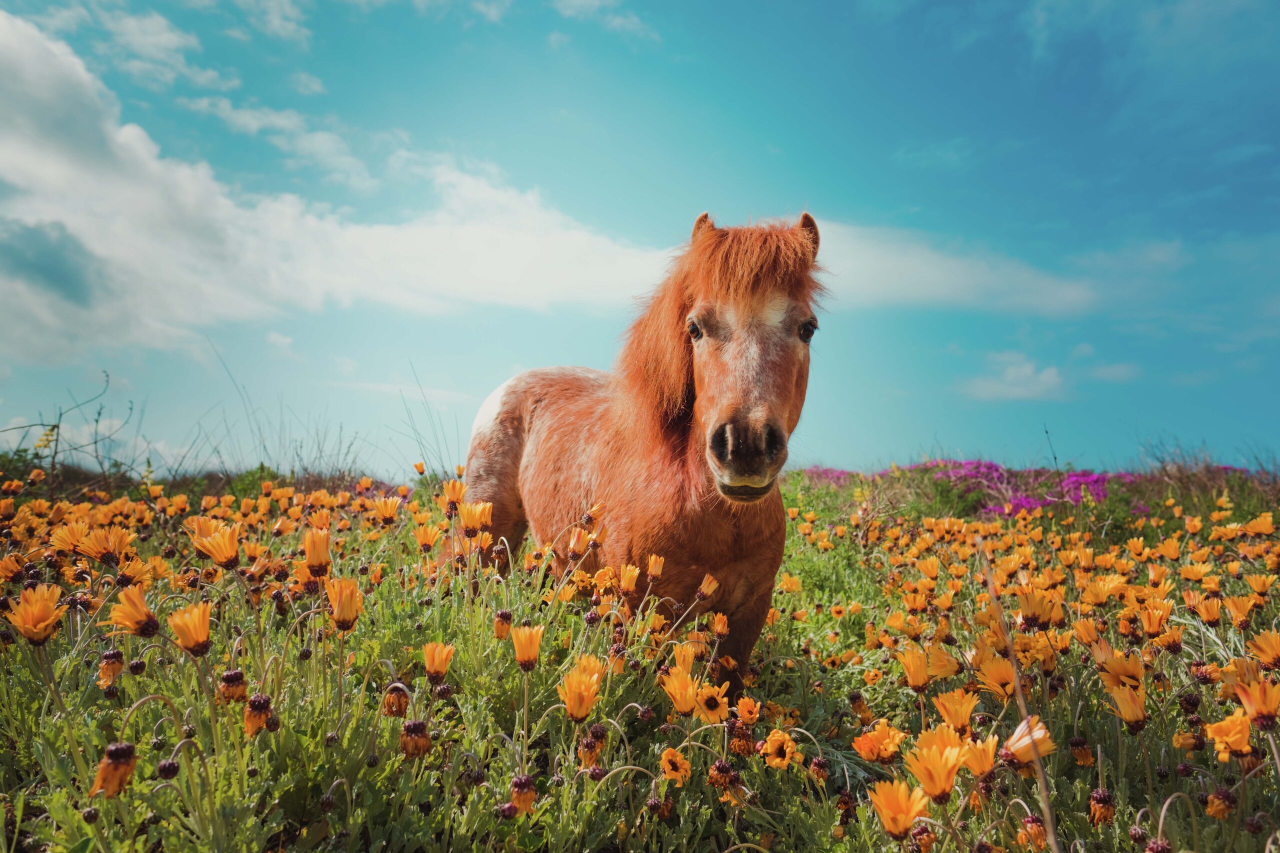 You are currently viewing HOT TO TROT: Miniature horse ropes in social media herd