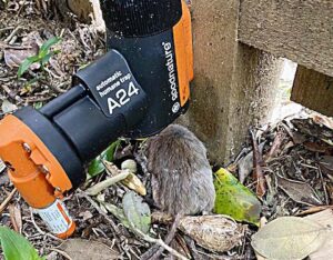 Read more about the article Peanut butter works wonders for Whiritoa Conservation Trust trapping programme