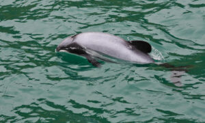 Read more about the article Hector’s dolphins spotted in Firth of Thames