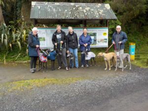 Read more about the article From racing to walkies for ‘ideal’ pet breed