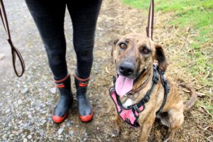 Read more about the article Dog spends 16 months, and counting, in SPCA