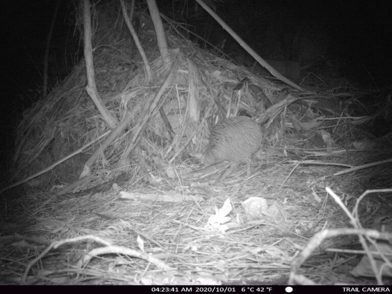 Read more about the article Predator control and community – a dream team for Coromandel kiwi