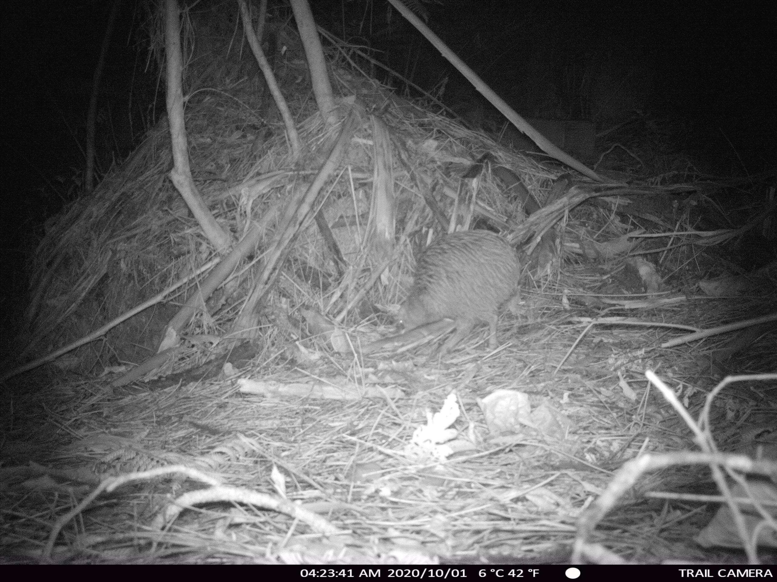 You are currently viewing Predator control and community – a dream team for Coromandel kiwi