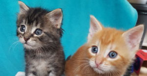 Read more about the article Smitten for kittens with ‘mittens’