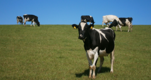 Read more about the article Dairy production stable despite climate conditions