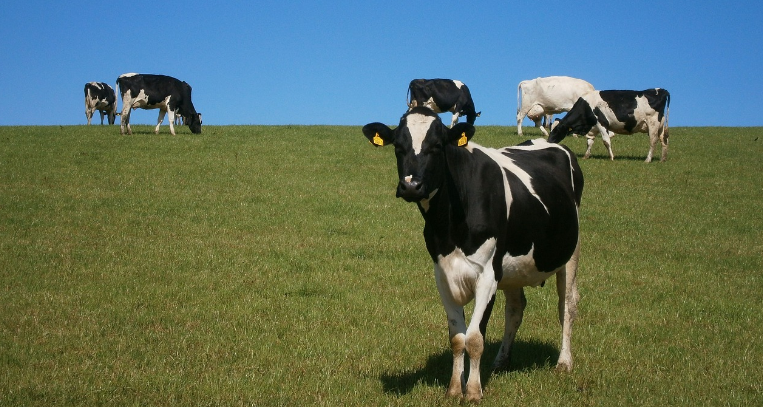 You are currently viewing Dairy production stable despite climate conditions