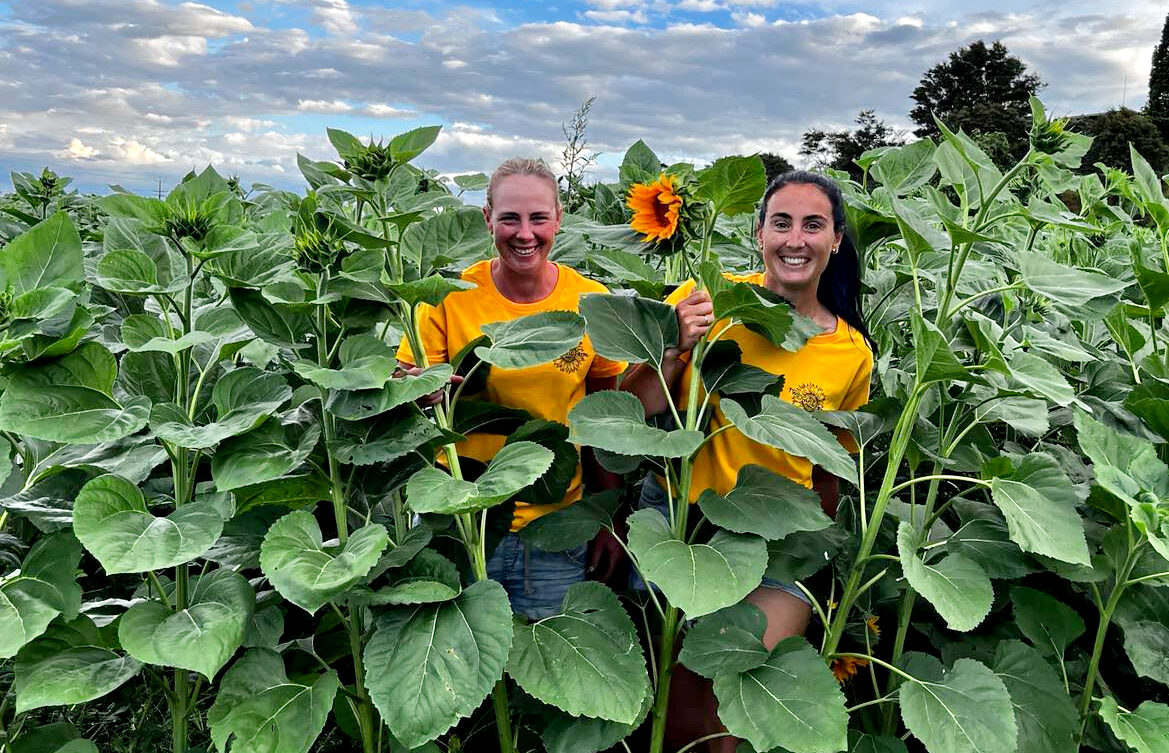 You are currently viewing Open season for Hauraki sunflower farm