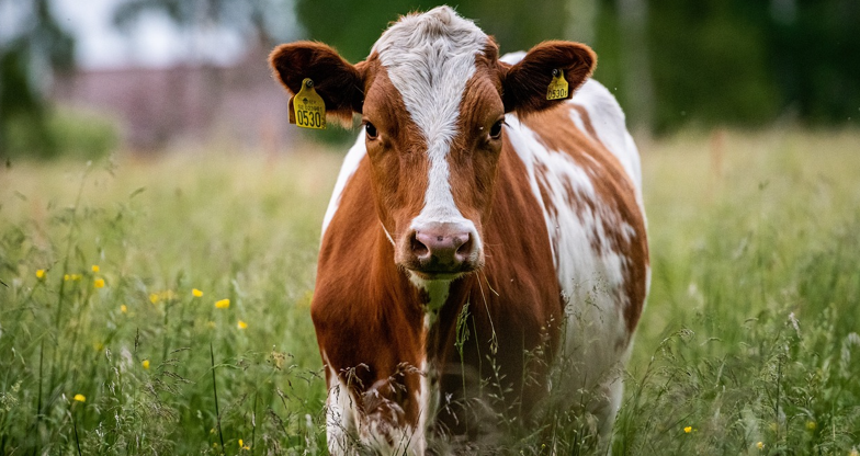 You are currently viewing Live animal exports to return