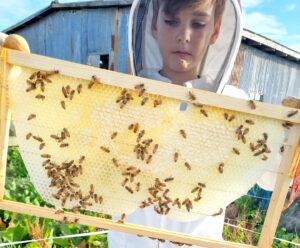 Read more about the article Student beekeeper turns hobby into harvest