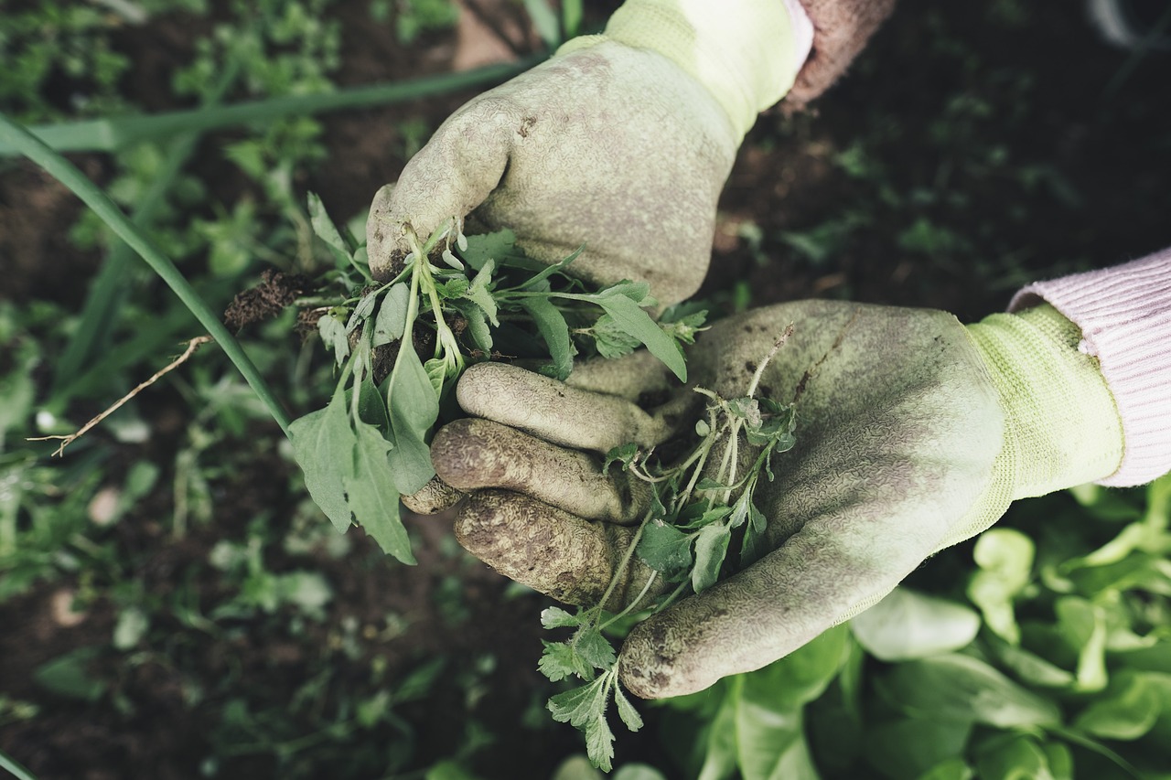 You are currently viewing Get your garden ready for winter’s embrace