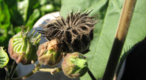 Read more about the article Velvetleaf pest plant found
